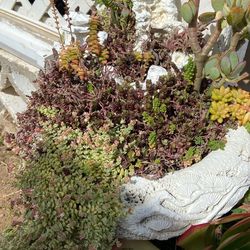 Vintage Pagoda Design Planter with Healthy Succulents