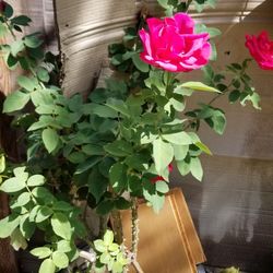 Plant ROSE 