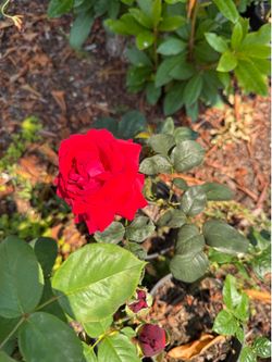 Roses roses roses plants starters blooming beautiful