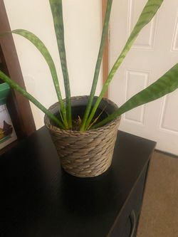 Snake plant.  Pick up only.
