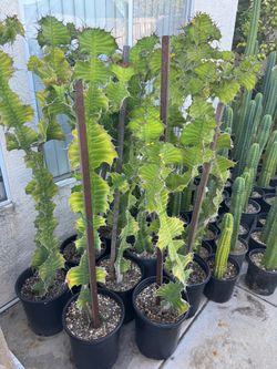 Euphorbia Grandicornis ( cow horn)