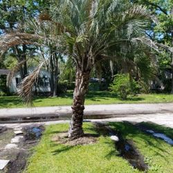 1 large fruiting palm jelly date butia - $300 (Jax st Nicholas)

Date \ jelly \ butia palm. Fruits every single year 2-3 times and they are very good 