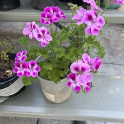 Geranium 