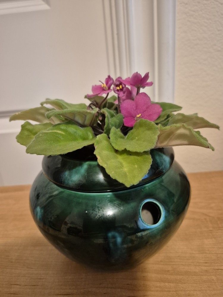 African Violet In Self Watering Pot