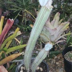 Huge Old Cactus Security Guard Potted Plant