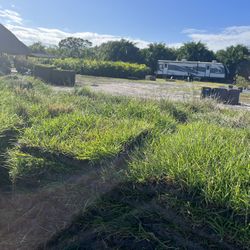 Bahia Sod 