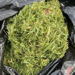 Fresh Grass Clippings – Great for Compost or Mulch! 🌱