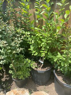 Crepe Myrtle 