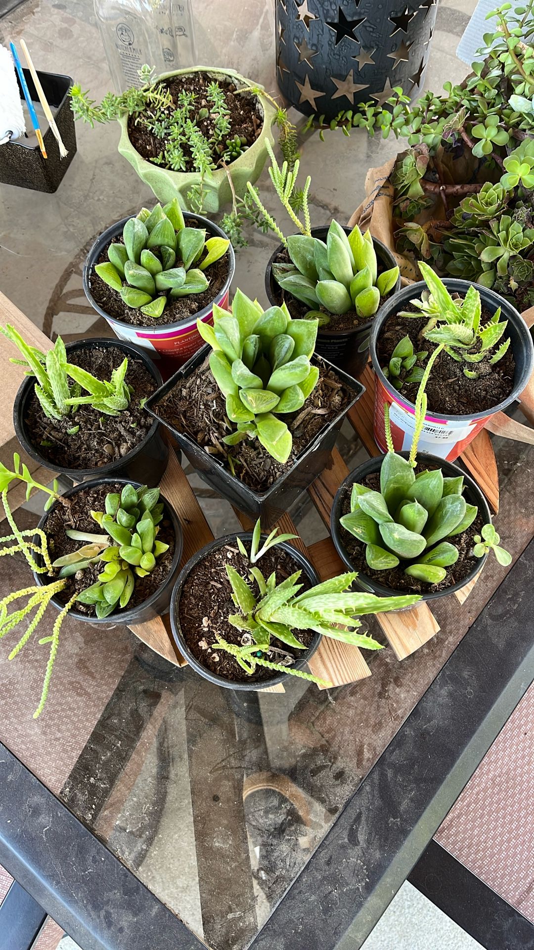 Repotted Succulents 