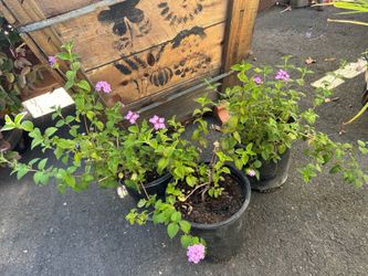Lantana plant trio