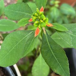 Wild Poinsettia/Paintedleaf - Poinsettia cyathophora Butterfly Food Pollinator Attractive 