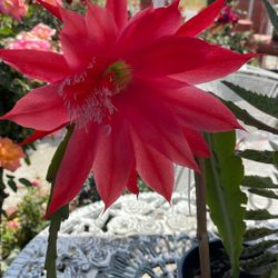 Dama de noche y tiene otra planta