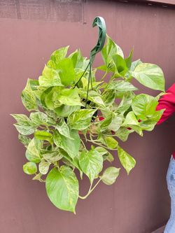 6” marble queen