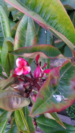 Plumeria cuttings