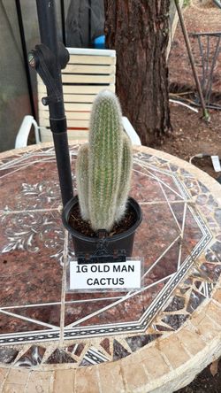 Old Man Cactus in 1 Gallon Pot
