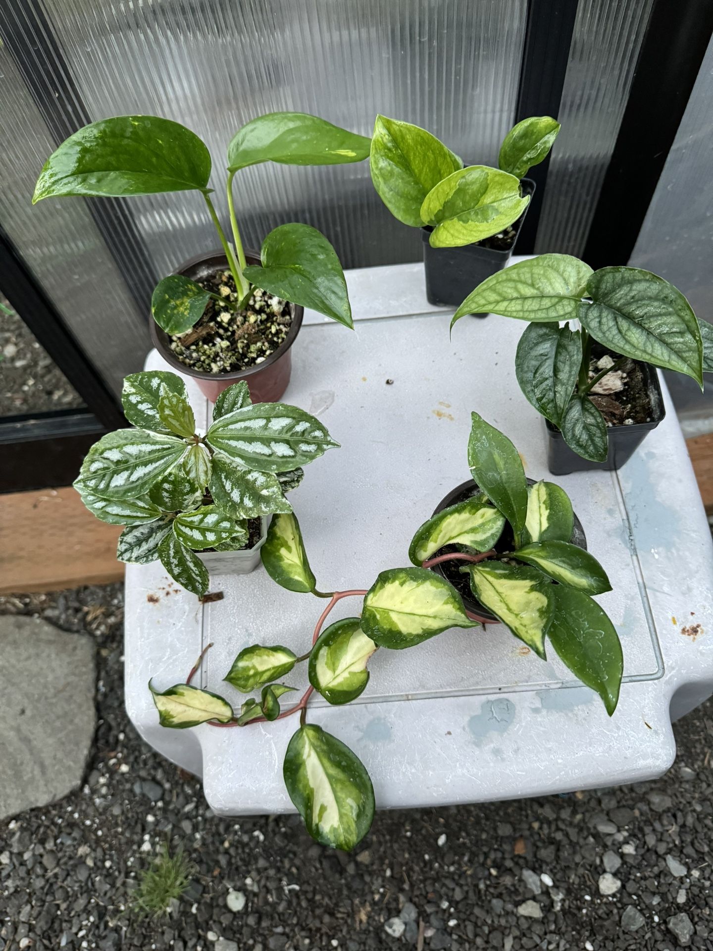 All 5 Houseplants for $15 Variegated Aluminum Plant and more