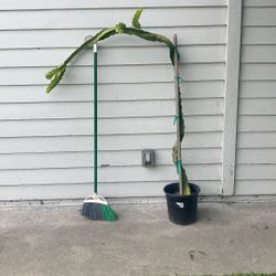 Dragón Fruit Planta 