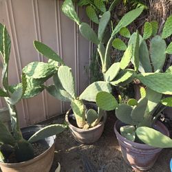 Huge Large Potted Cactus Collection  10 Plants 6 Foot Cactus