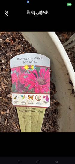 Raspberry Bee Balm Monarda