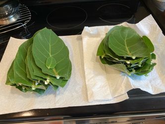 FREE Giant Milkweed LEAVES To Feed Monarch Caterpillars FCFS - No Holds