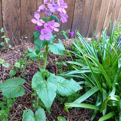 Perennial Plant 