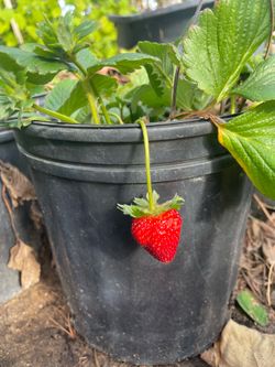 Grape Vines- Strawberry Plants- Blueberry Plants- Currant Berry Plants- Gooseberry Plants- Marionberry Plants