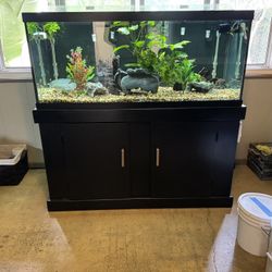 Fish Tank - 75 Gallon With Stand And Accessories.