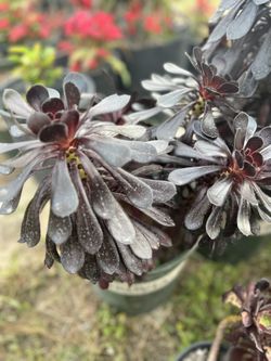 Rosa Negra 