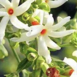 Parijat/ Haraingar/ Suili/ Coral jasmine plant 50 inches tall plant(Ready to bloom with buds)