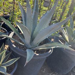 Agave American