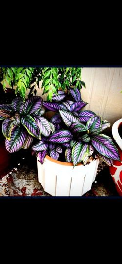 Beautiful Purple Persians Shield Plant 🪴