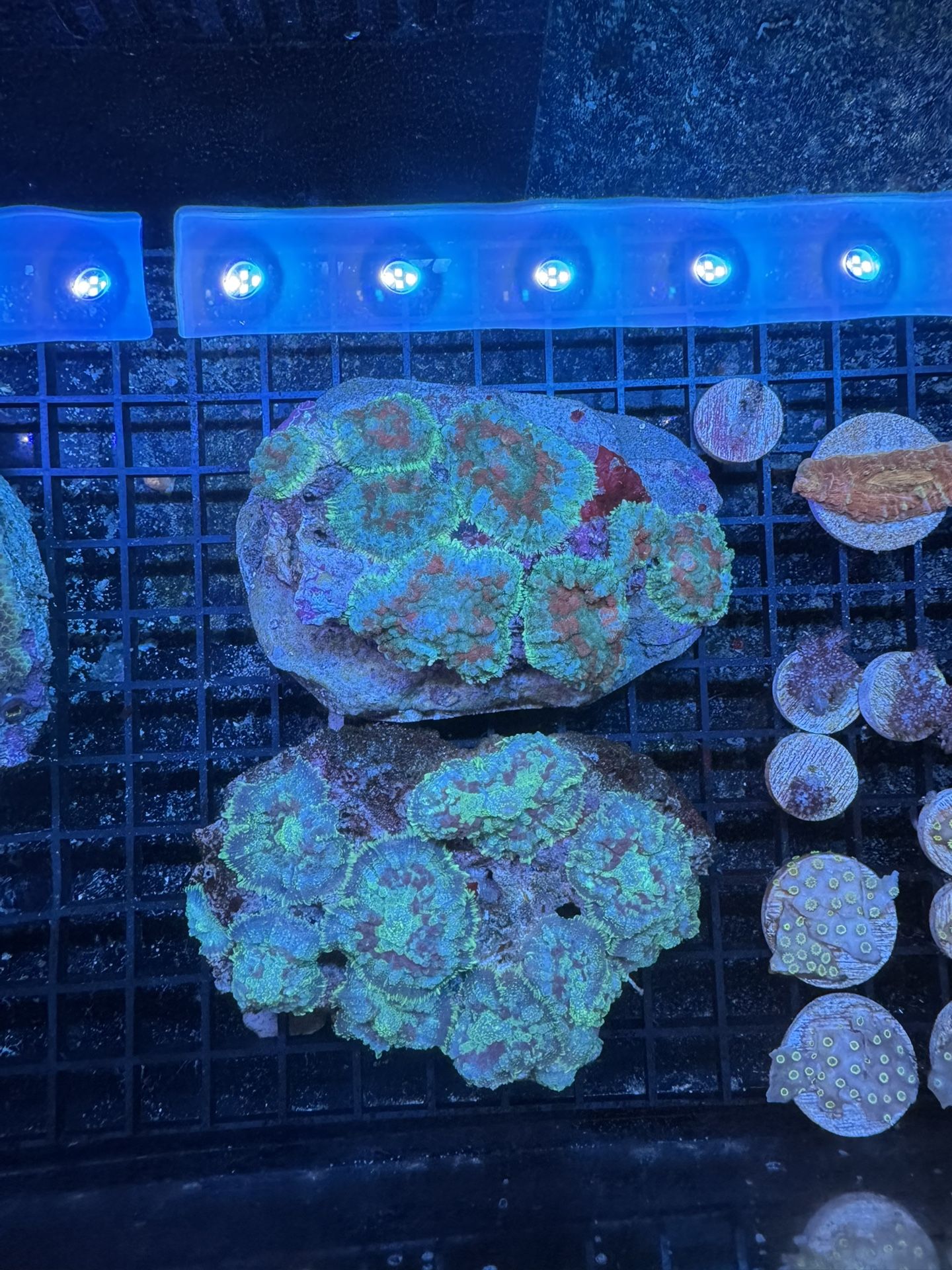Fake Rhodactis Mushroom Coral