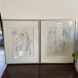 Gold framed botanical art illustrations California native plants vintage retro botany 