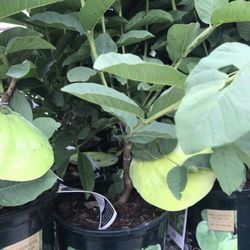 Thai Pink Guava Fully Grown Plant In 1 Gallon Pot