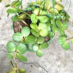 Peperomia Hope Lucky Plants 