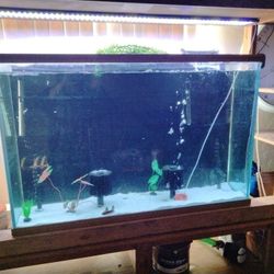 Fish Tank For Sale $350