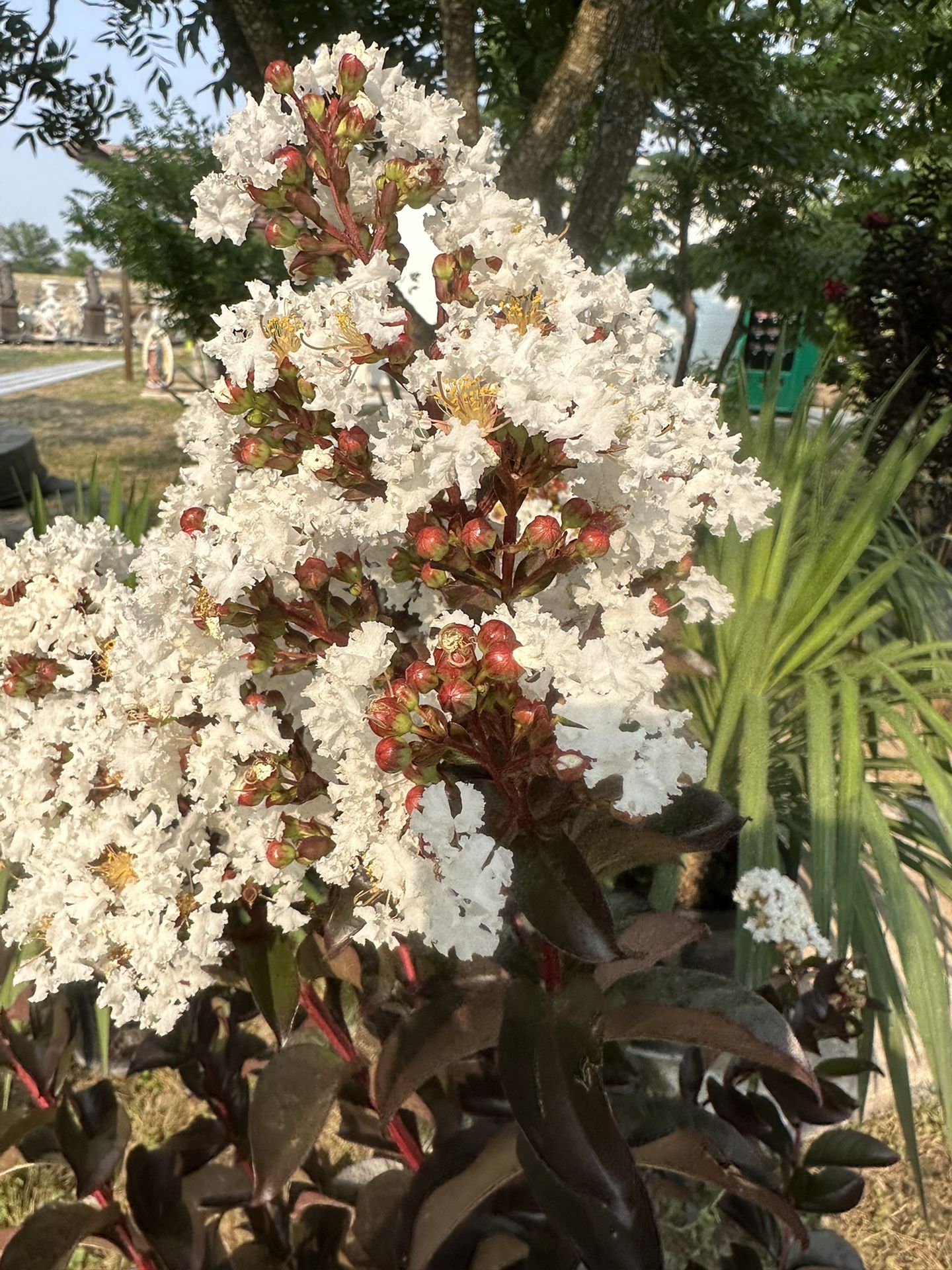 Beautiful Crepe Myrtles