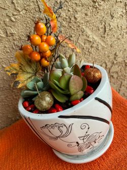Real Succulents plants Thanksgiving gifts