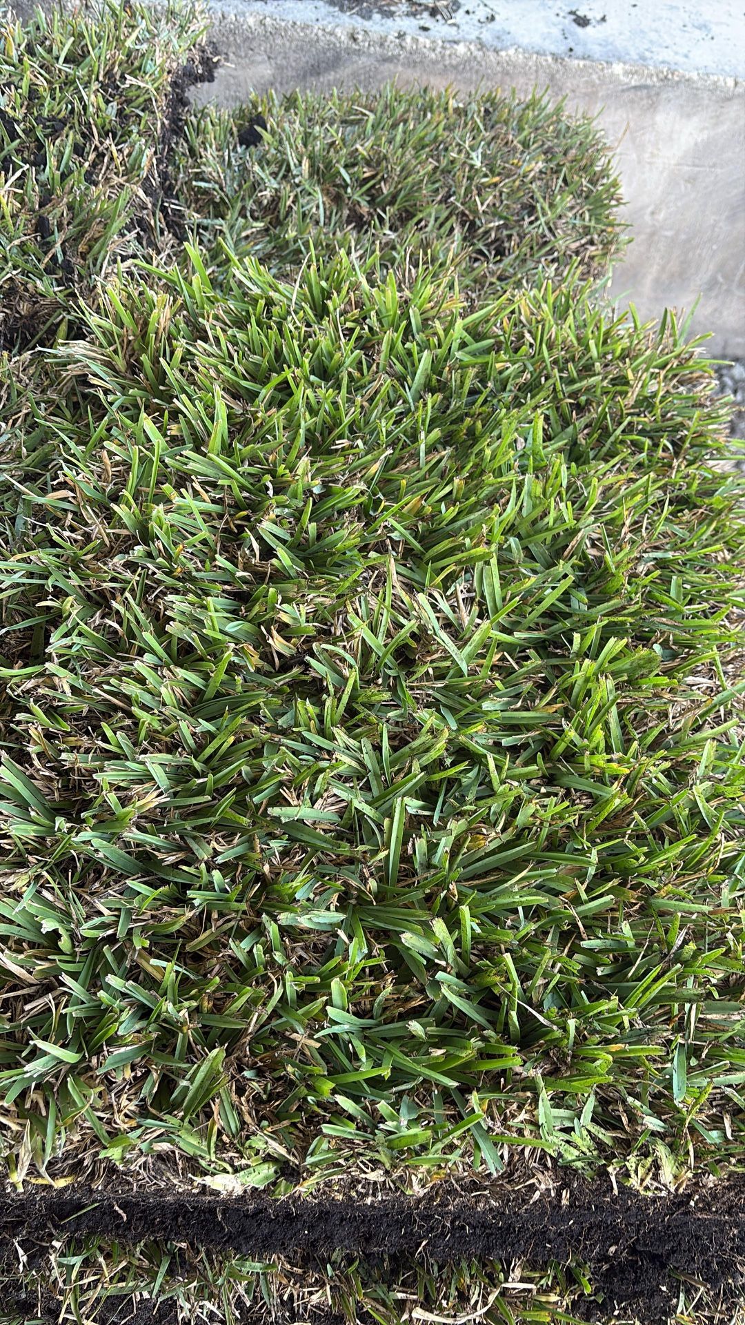 St Augustine Sod - Piece