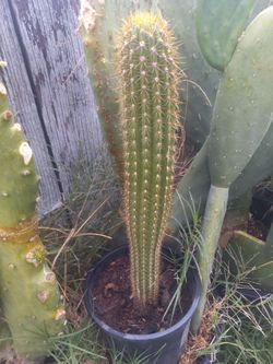 Columnar Cactus in Black Pot