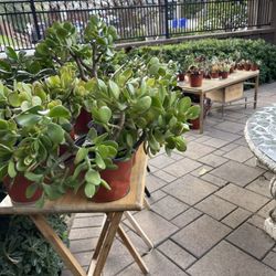 Selling All My Garden Plants 🪴