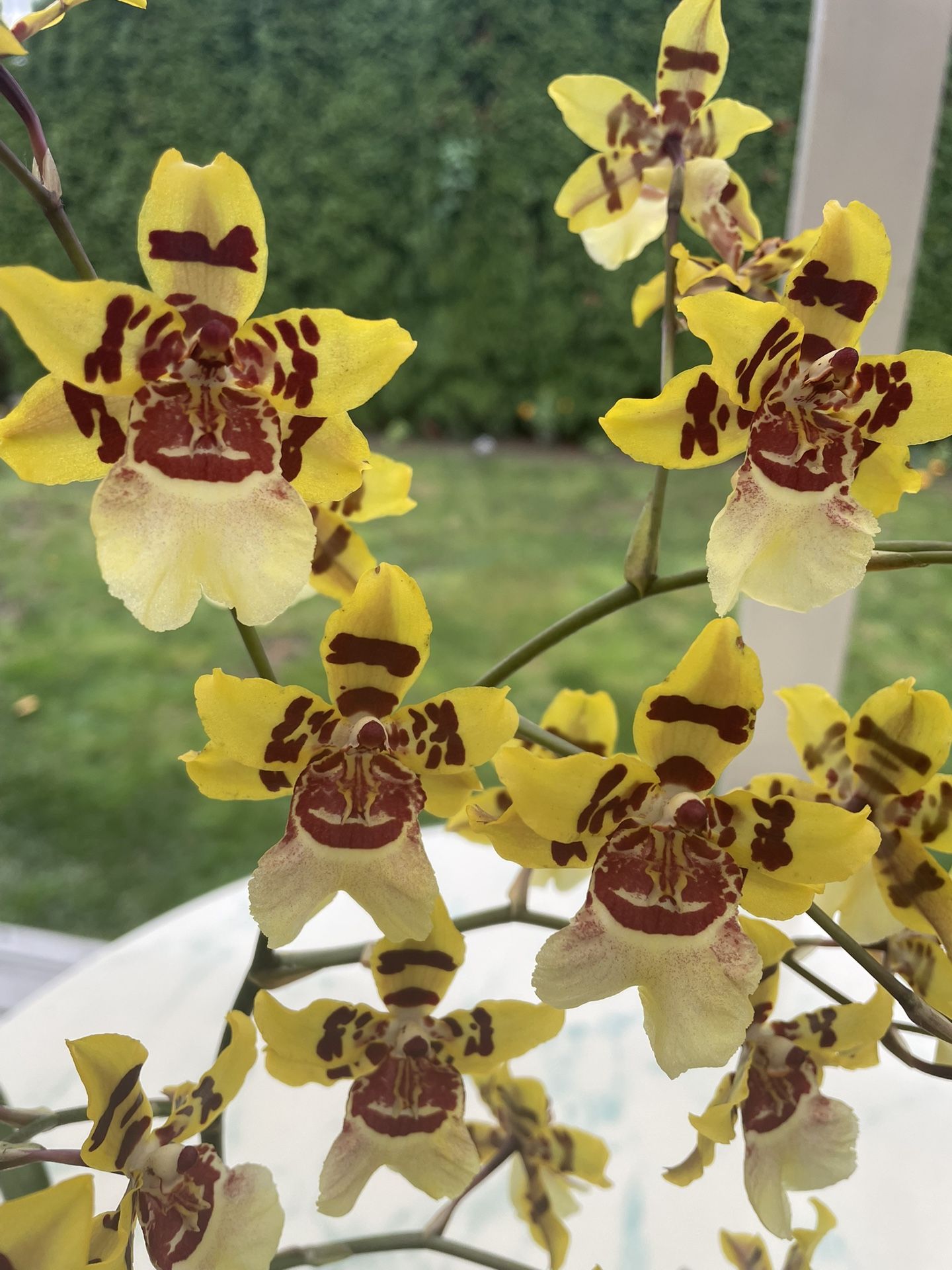 Oncidium Wildcat ‘Yellow King’ Orchid – Stunning Blooms..! (In Door Life Plant)