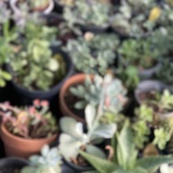  Plant Suculent For Garden