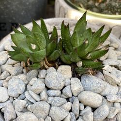 Haworthia Succulent Plant