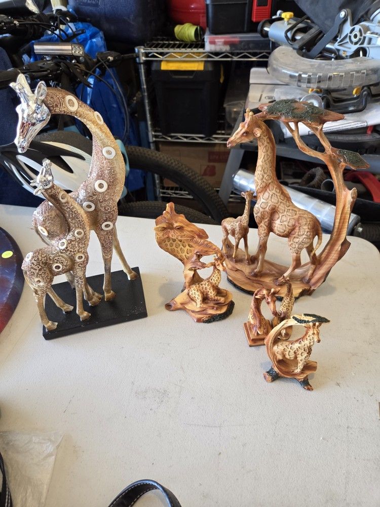 Group Of 6 Giraffes