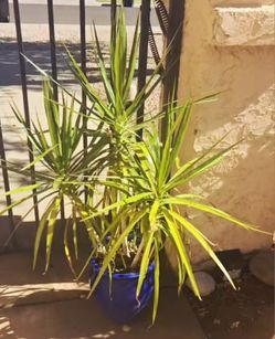 Various Plants In Pots. Empty Pots. Irrigation System. Sprinkler