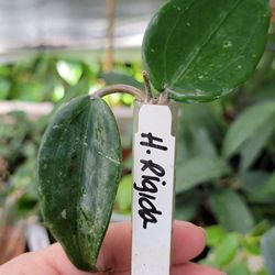 Rare Hoya Cuttings 