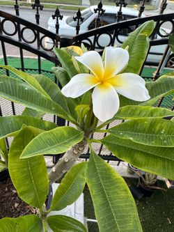 Rooted plumeria