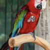 Macaw-Man
