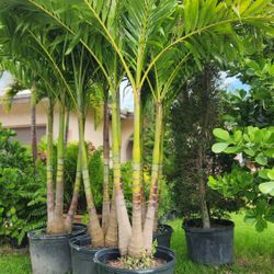 Spectacular Christmas Palms!!! Best Quality!!! Fertilized!!! Over feet Tall 